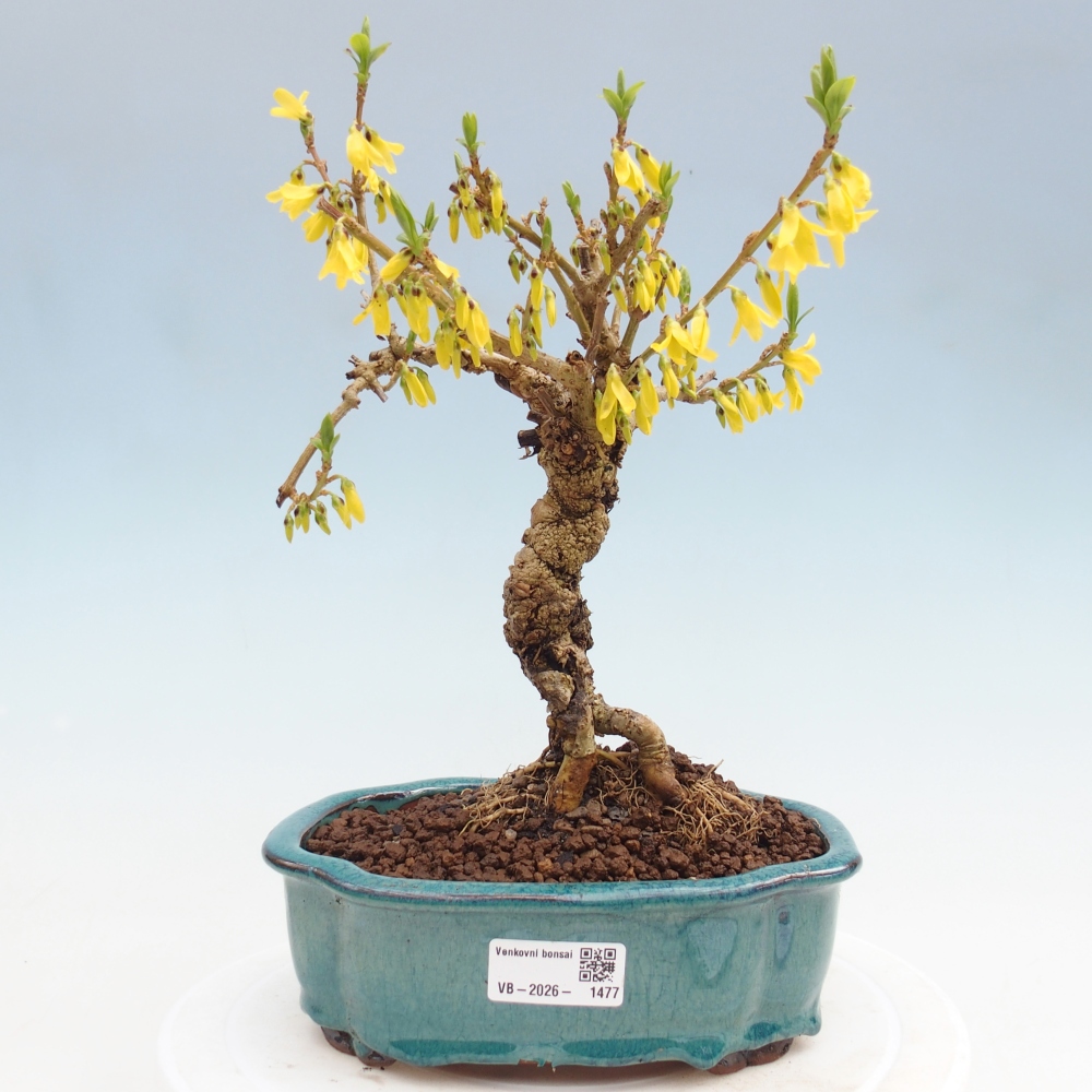Kültéri bonsai - Zlatice - Forsythia koreana