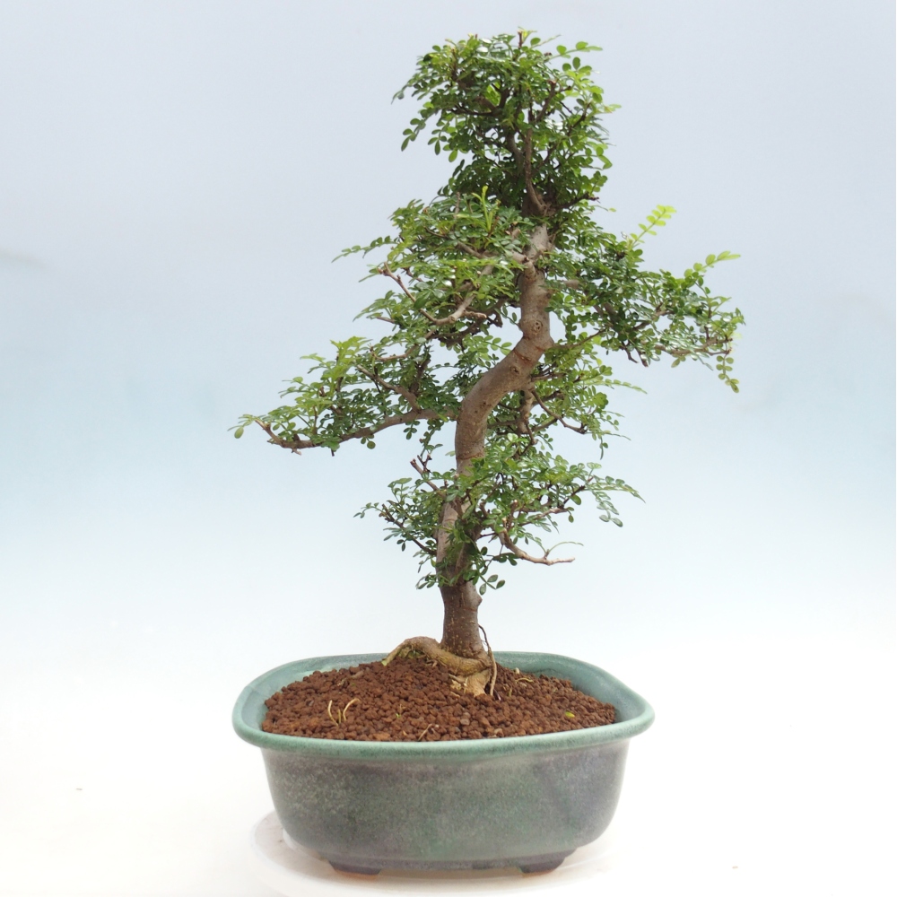Szobai bonsai - Zantoxylum piperitum - borsfa