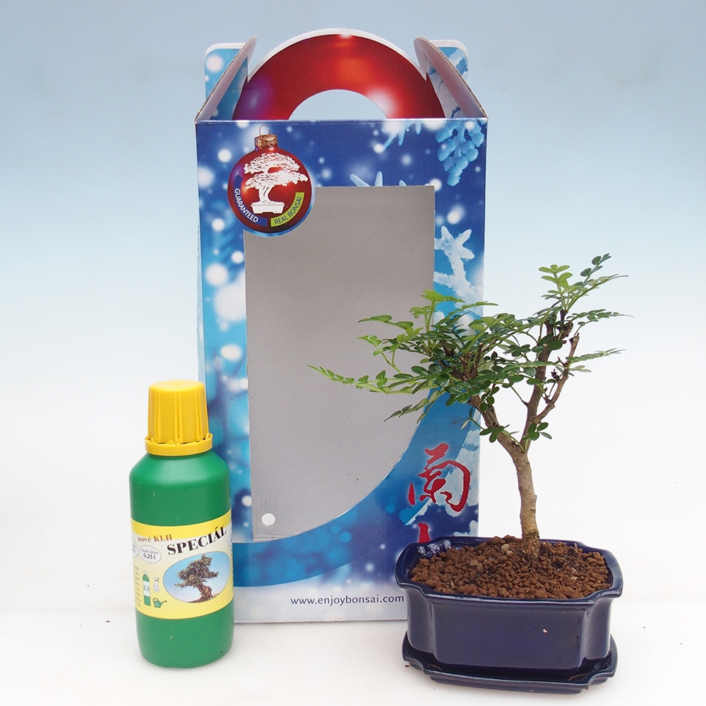 Szobai bonsai díszdobozban Zantoxylum piperitum - Borsfa