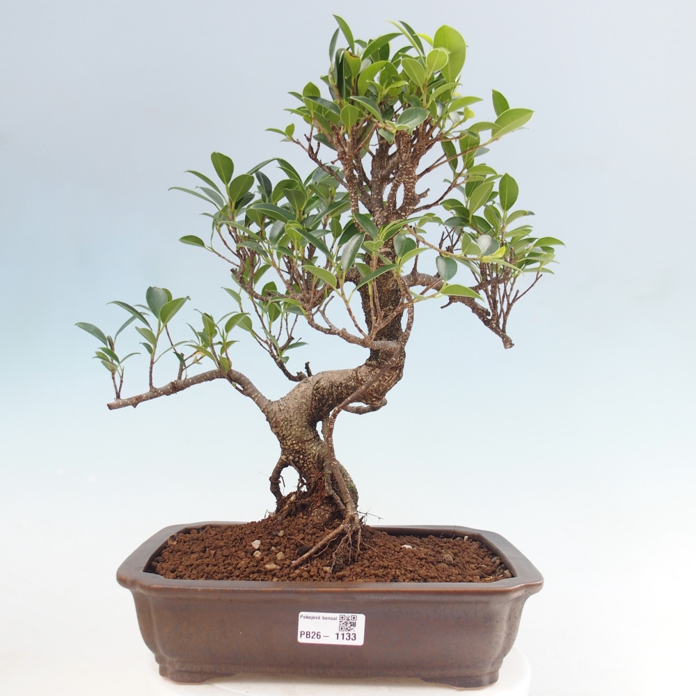 Szobai bonsai - Ficus kimmen - kislevelű fikusz