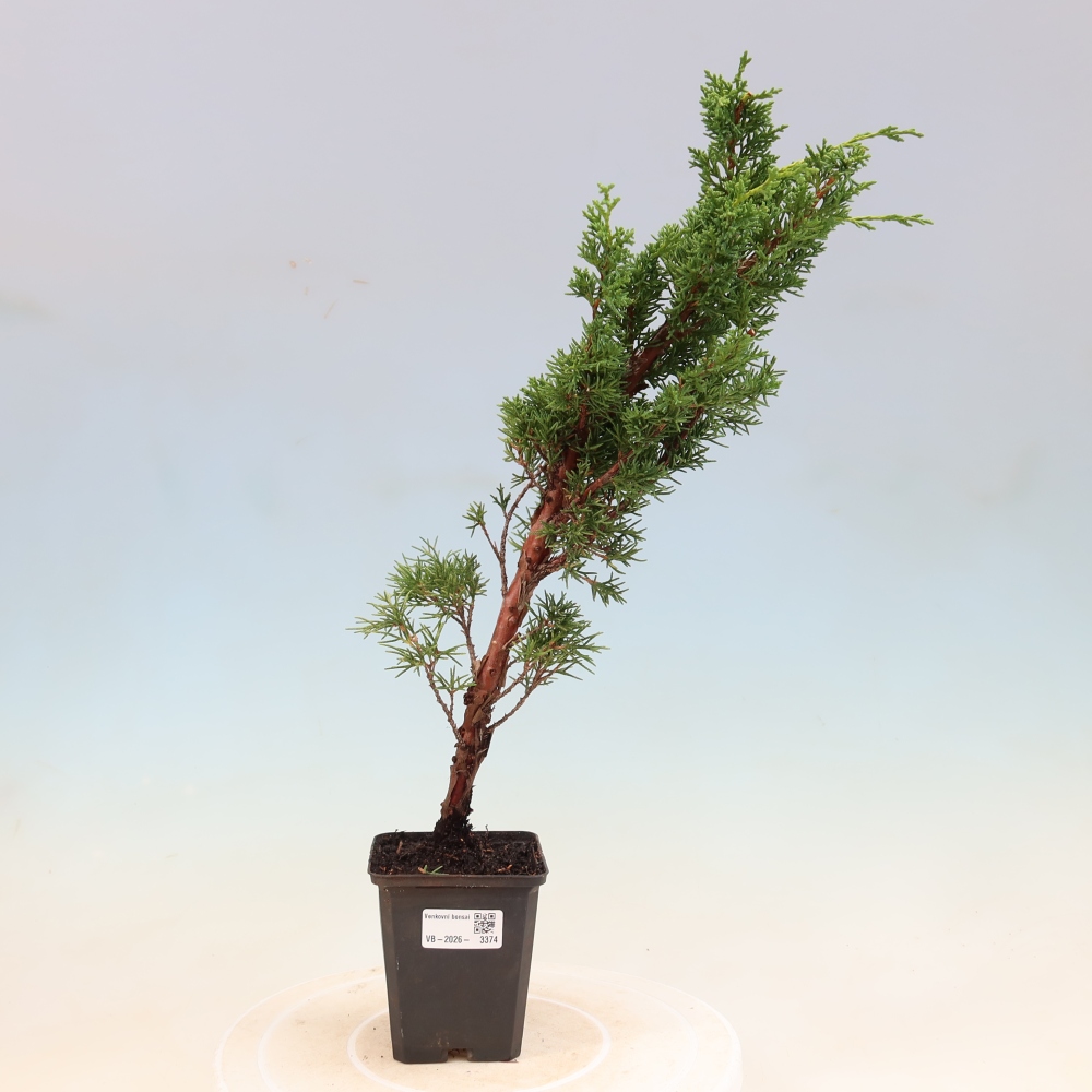 Kültéri bonsai - Juniperus chinensis Kishu