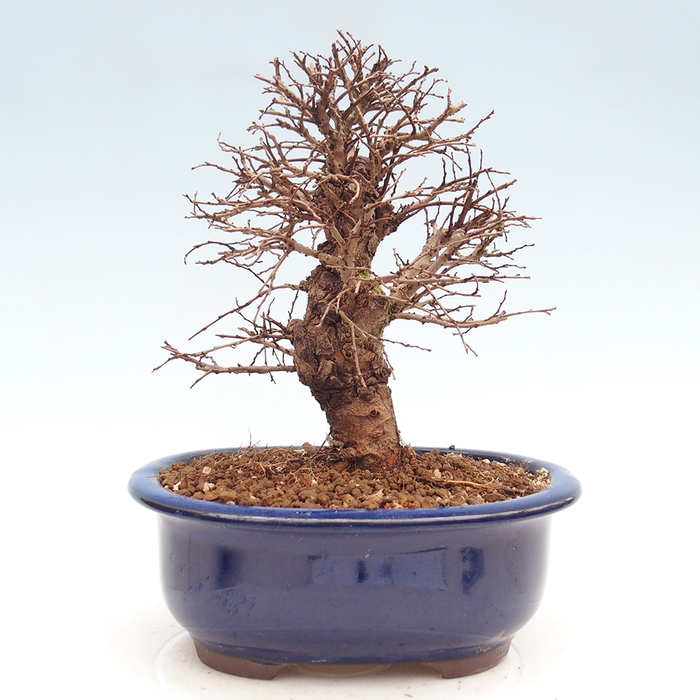 Kültéri bonsai - Zelkova - Zelkova NIRE