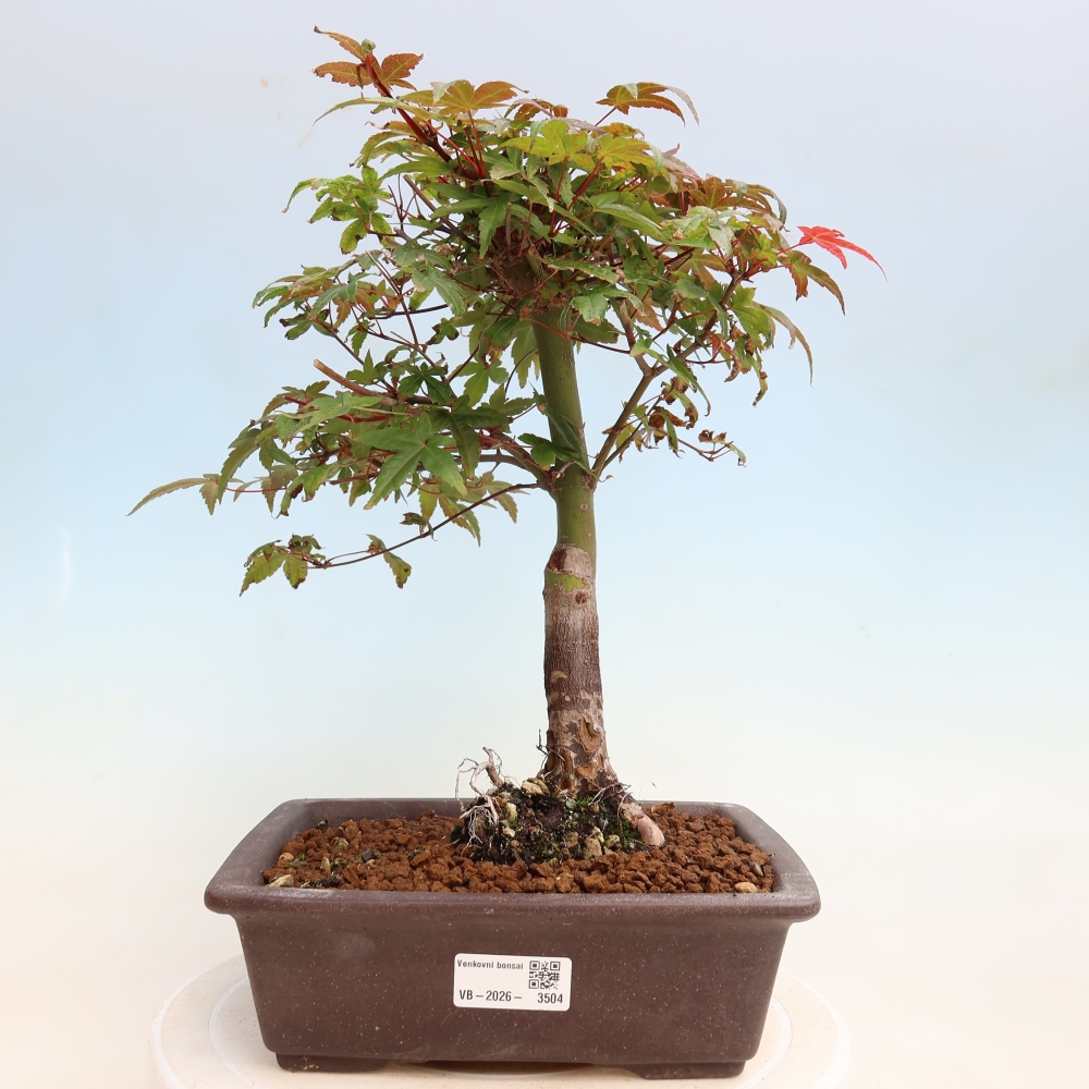 Kültéri bonsai - Acer palmatum DESHOJO