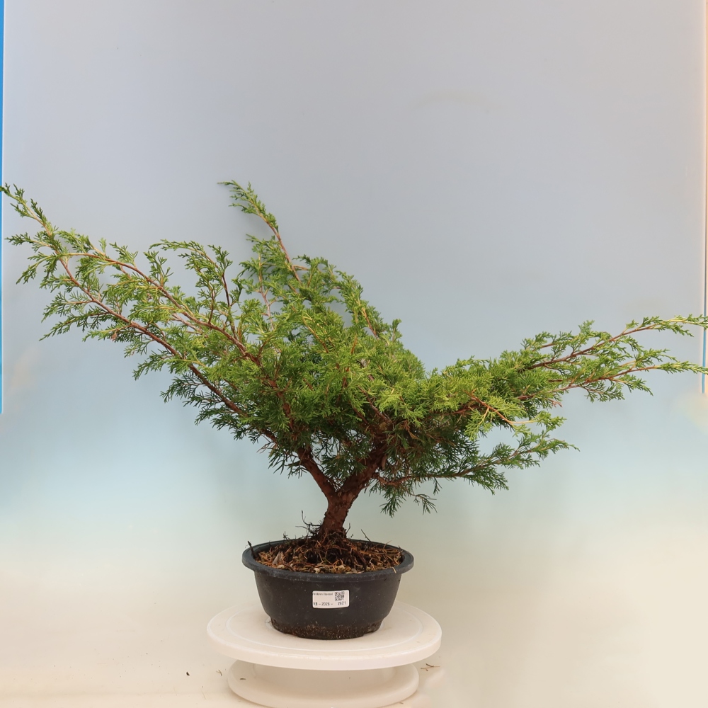 Kültéri bonsai - Juniperus chinensis Itoigawa