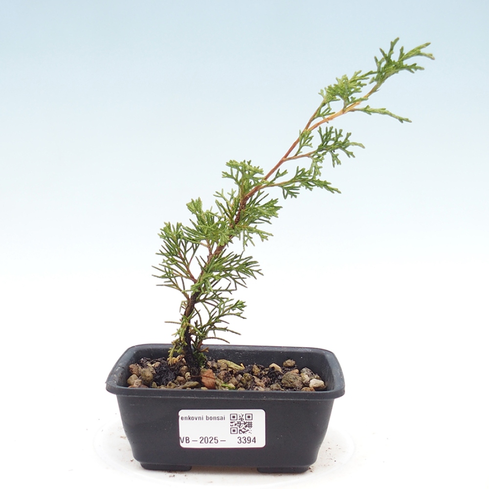 Kültéri bonsai - Juniperus chinensis Itoigawa