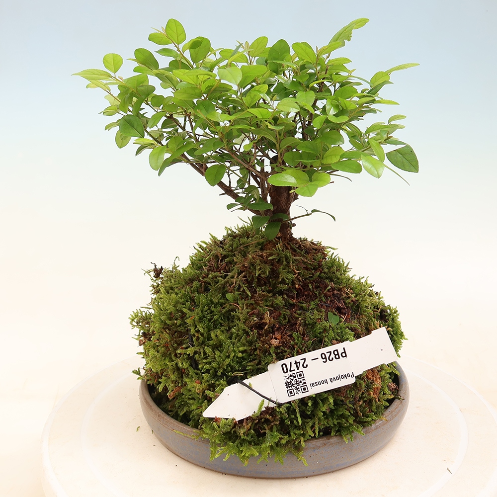 Kokedama alátéttel – Sagerécie thea – Sagerécie thea