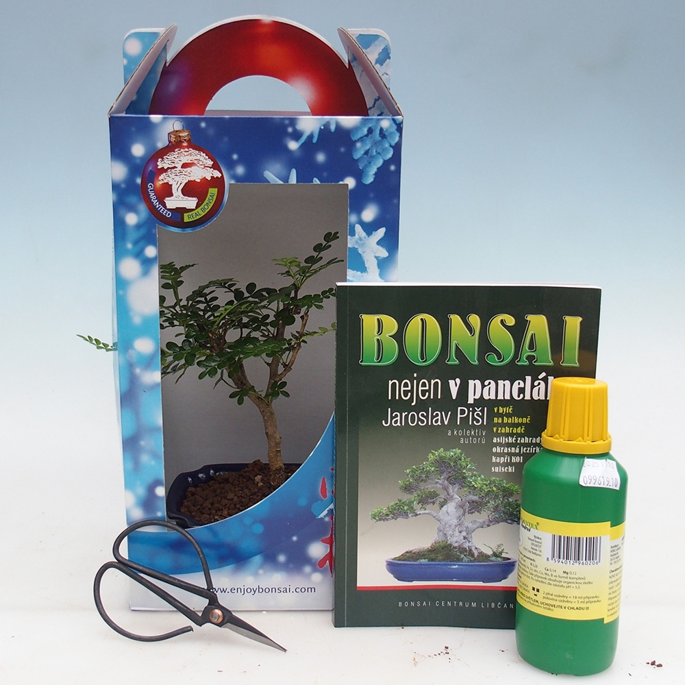 Szobai bonsai díszdobozban Zantoxylum piperitum - Borsfa