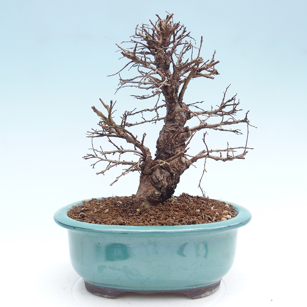 Kültéri bonsai - Zelkova - Zelkova NIRE
