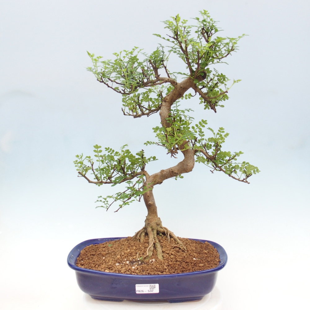 Szobai bonsai - Zantoxylum piperitum - borsfa