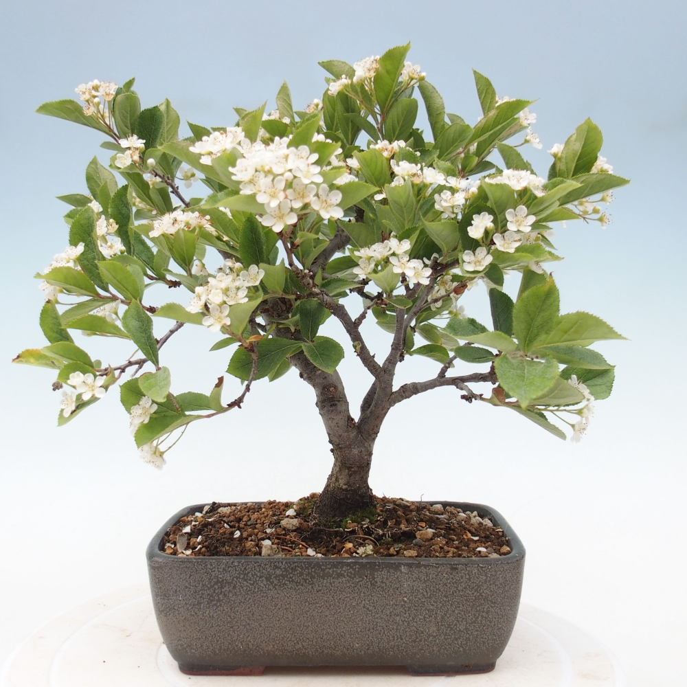 Kültéri bonsai - Photinia villosa