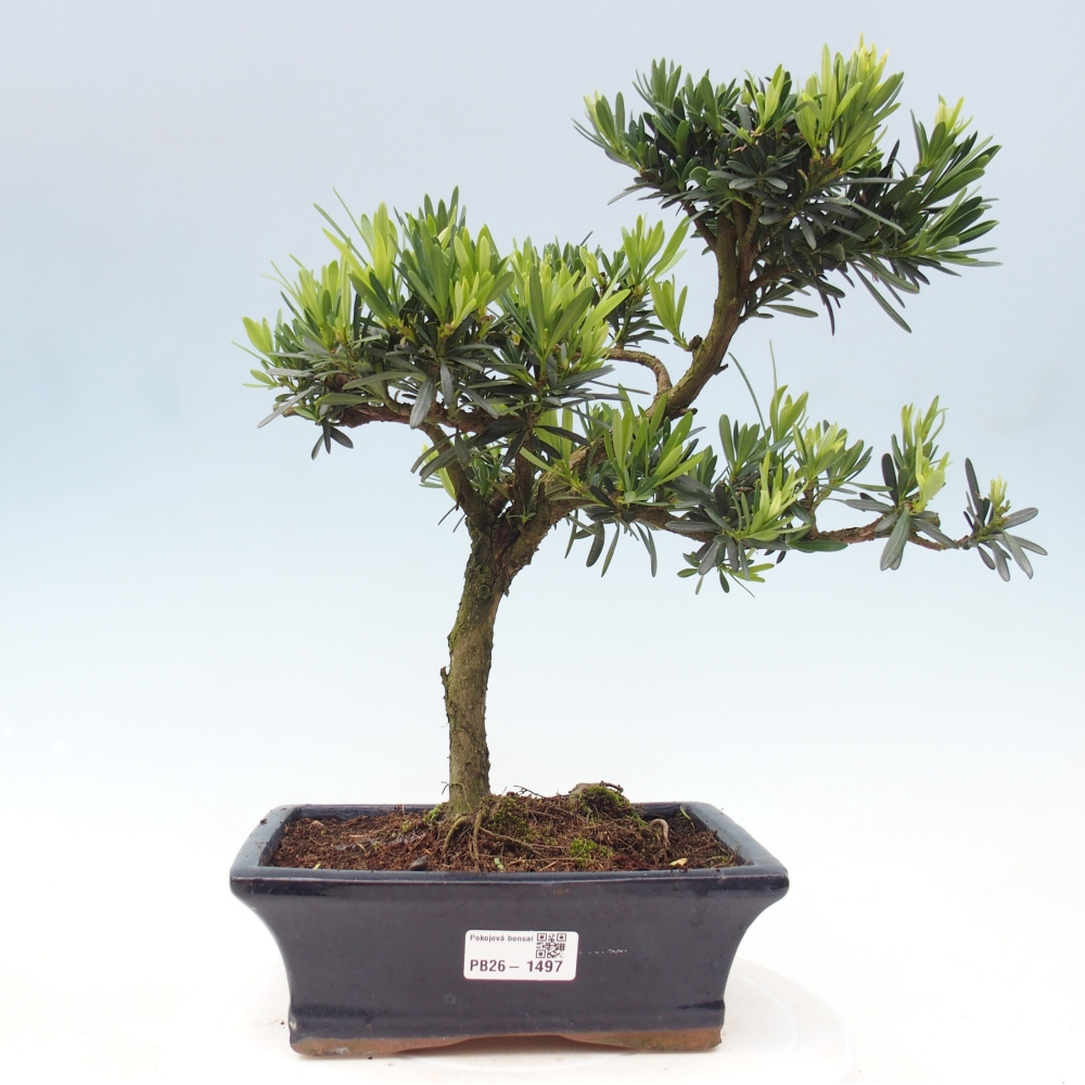 Szobai bonsai - Podocarpus - Kőtiszafa