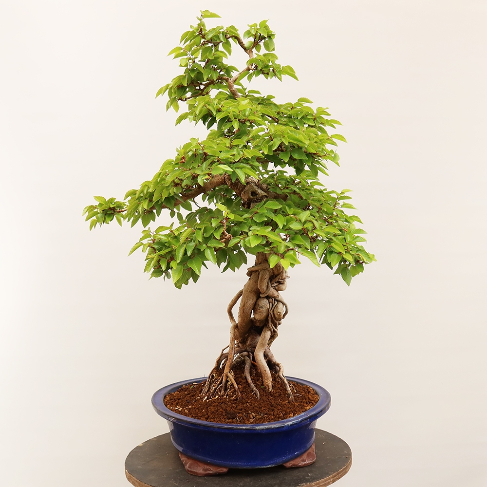 Kültéri bonsai -Carpinus Coreana - Koreai gyertyánfa