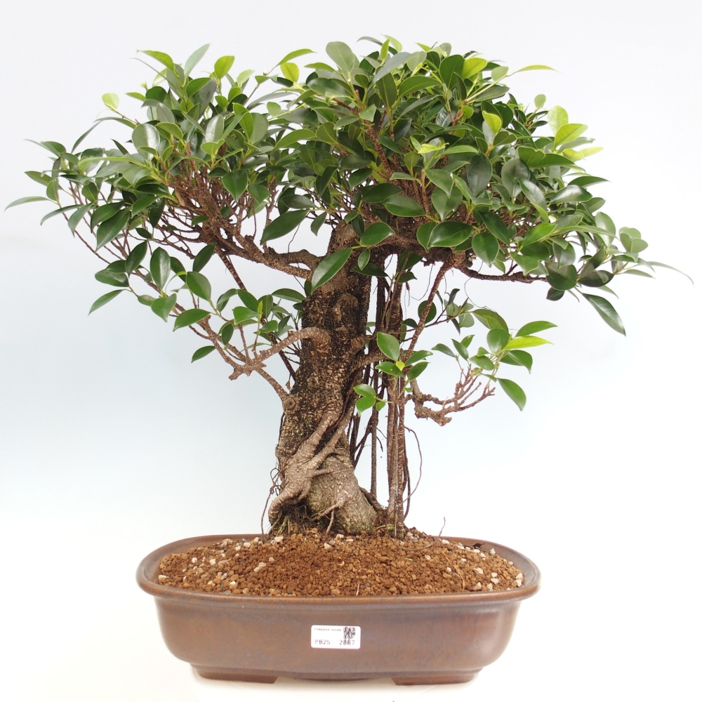 Szobai bonsai - Ficus kimmen - kislevelű fikusz - CSAK SZEMÉLYES Begyűjtés vagy raklapos szállítás