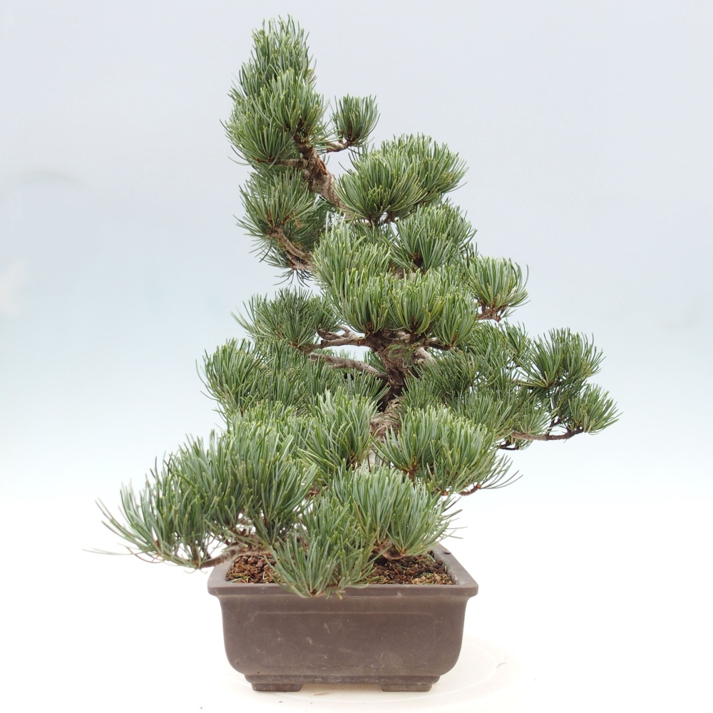 Kültéri bonsai - Pinus parviflora - Pinus parviflora