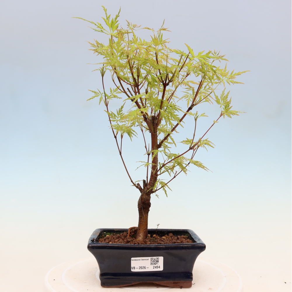 Kültéri bonsai - Acer palmatum Dissectum