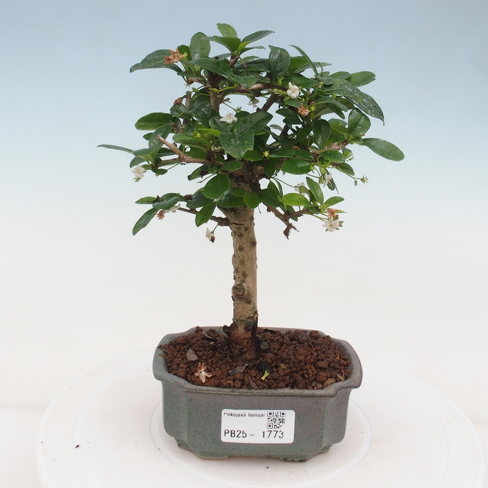 Szobai bonsai - Carmona macrophylla - Tea fuki