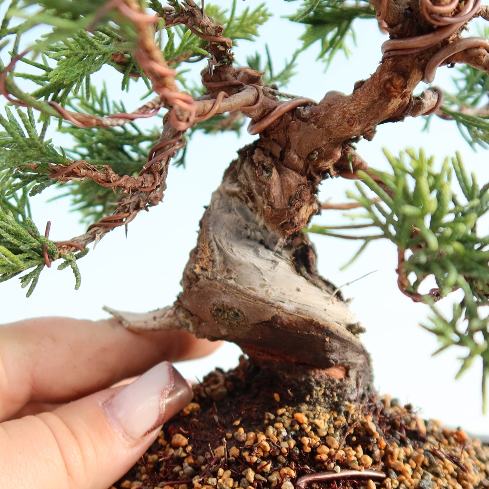 Kültéri bonsai - Juniperus chinensis Itoigawa