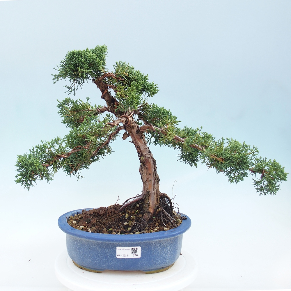 Kültéri bonsai - Juniperus chinensis Kishu