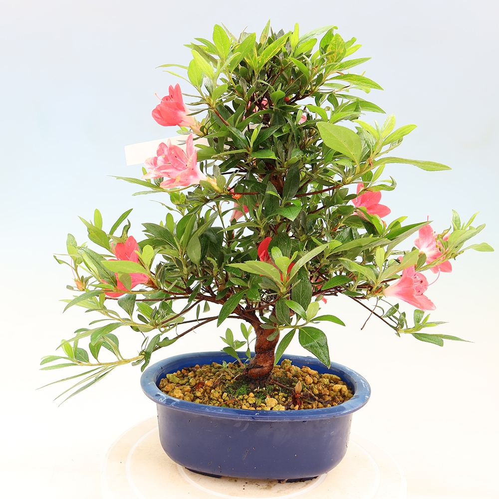 Kültéri bonsai - Japán azálea - Azalea Beniko