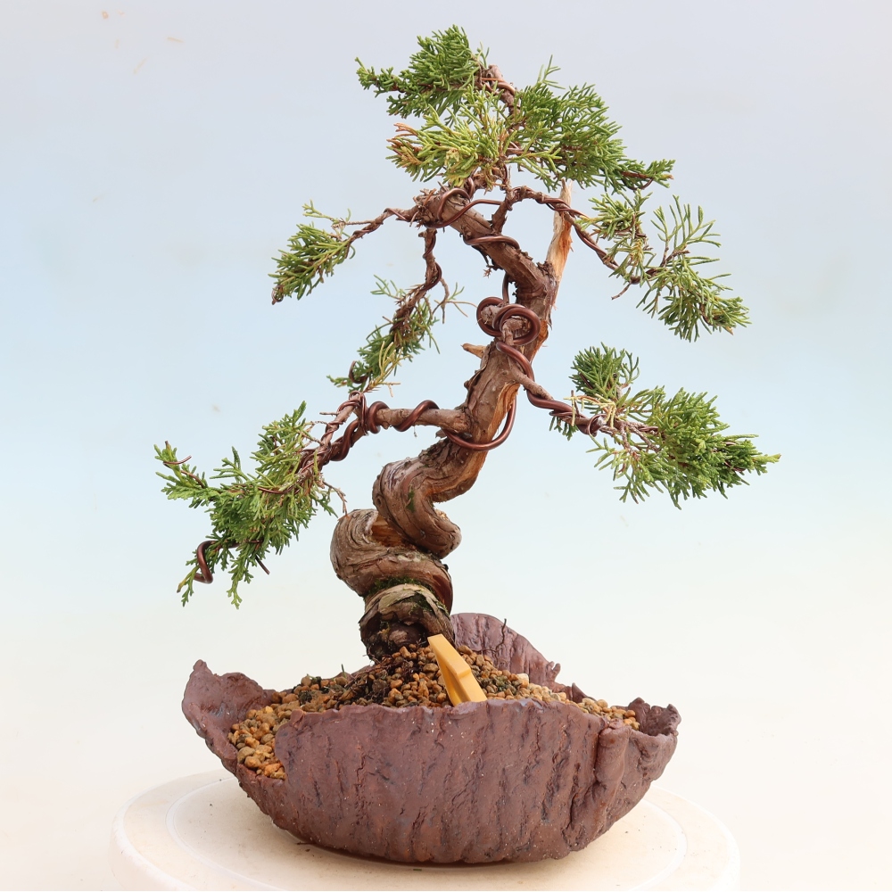 Kültéri bonsai - Juniperus chinensis Itoigawa-Juniperus chinensis
