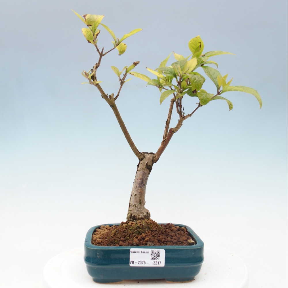 Kültéri bonsai - Callicarpa japonica