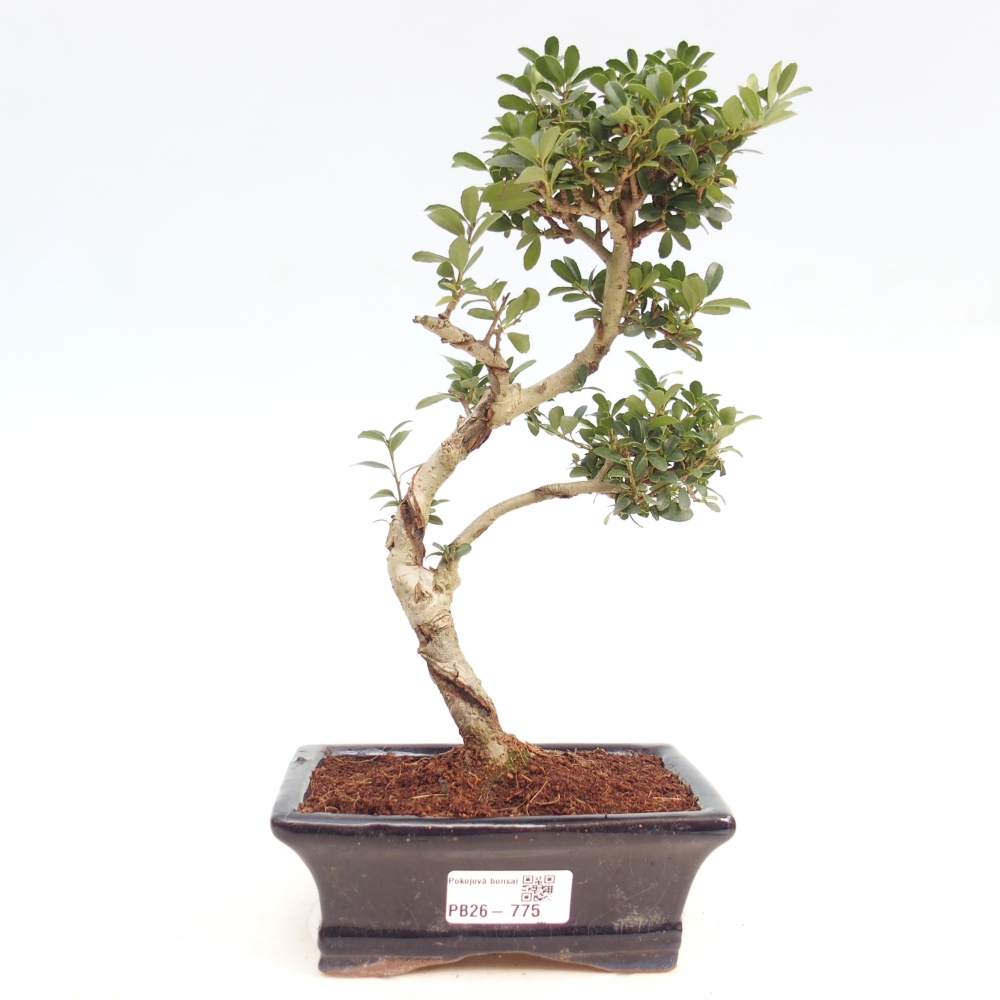 Szobai bonsai - Ilex crenata - Holly