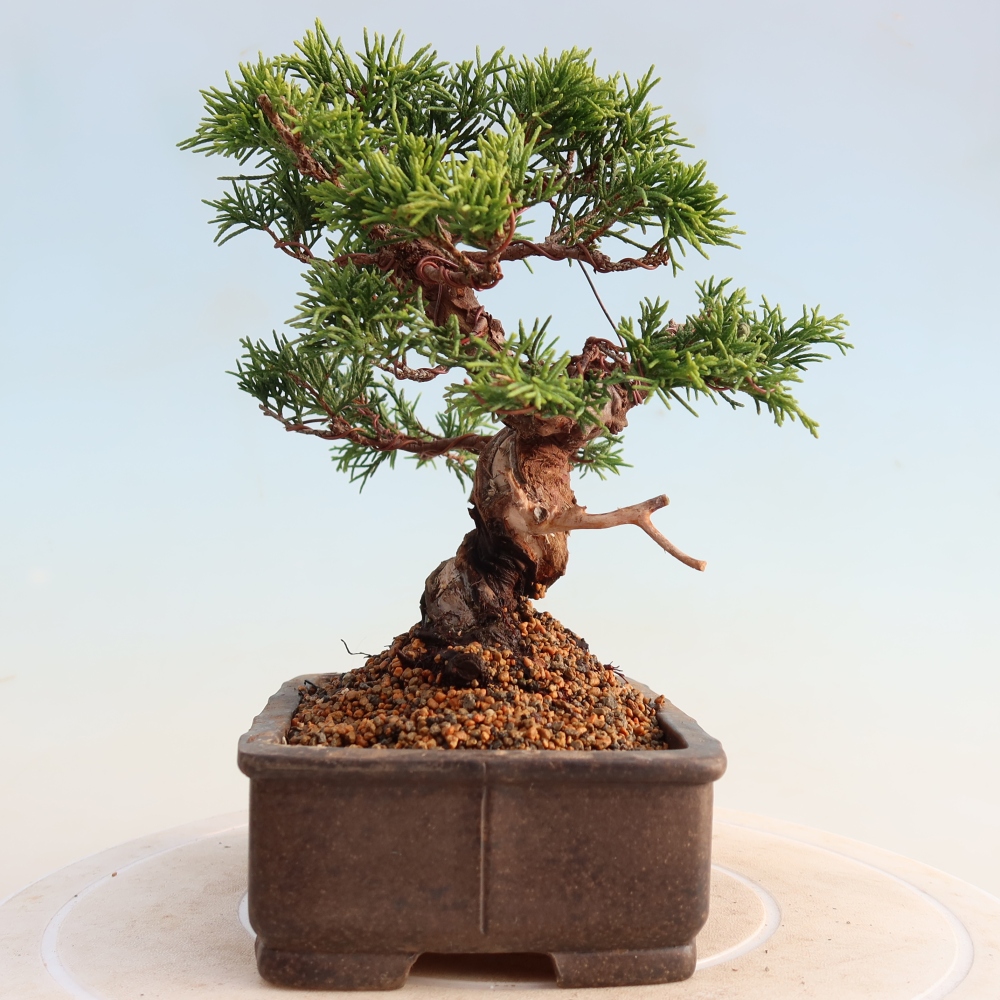 Kültéri bonsai - Juniperus chinensis Itoigawa