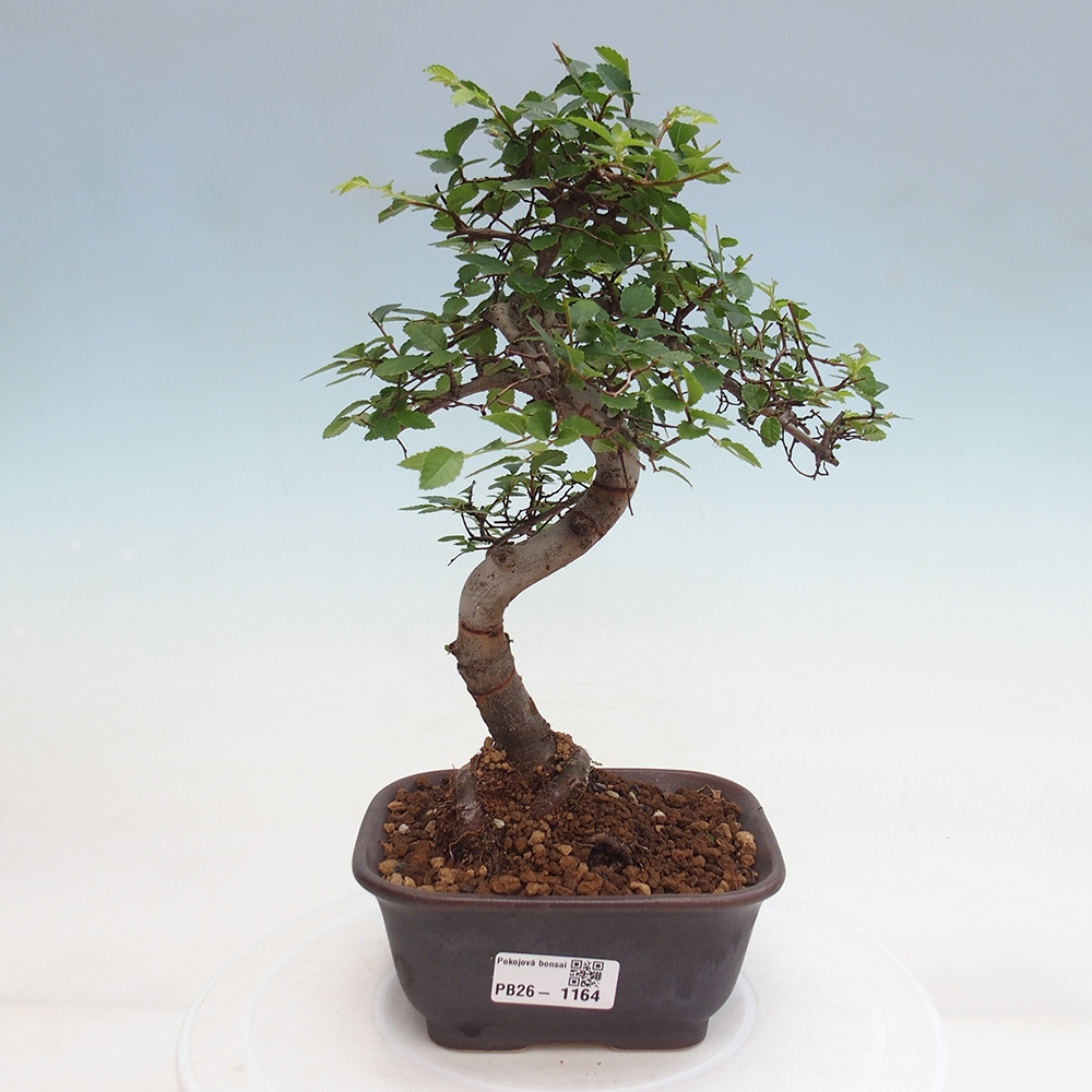 Szobai bonsai - Ulmus parvifolia - Kislevelű szilfa