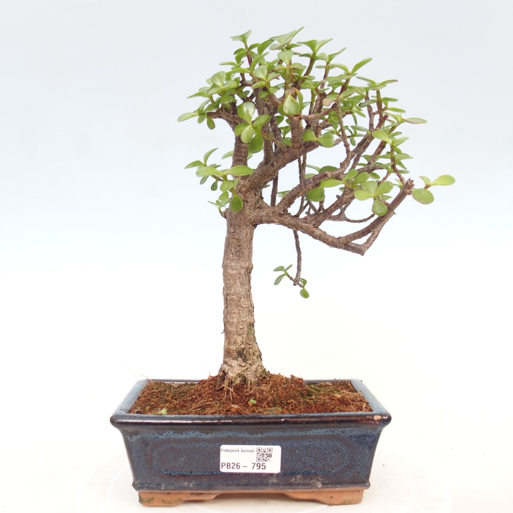 Szoba bonsai - Portulakaria Afra - Tlustice