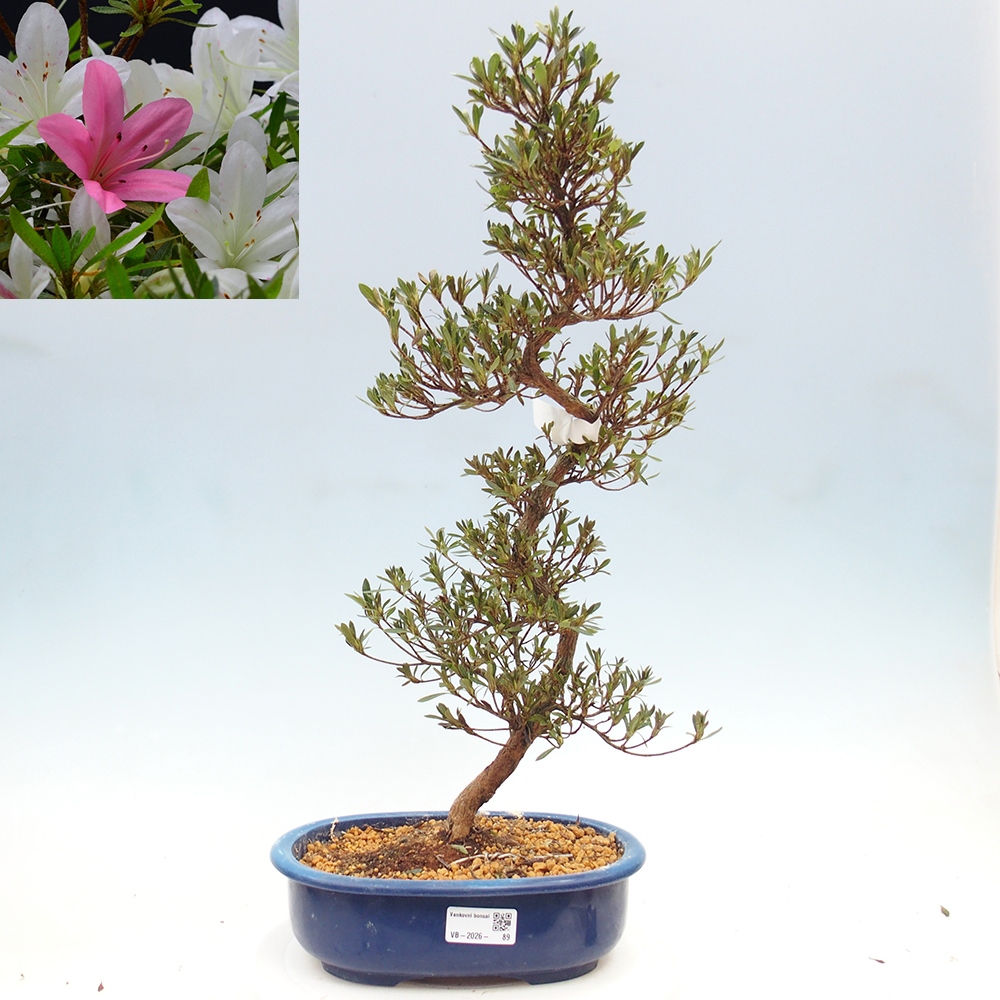 Kültéri bonsai - Japán azálea - Azalea Hakurin