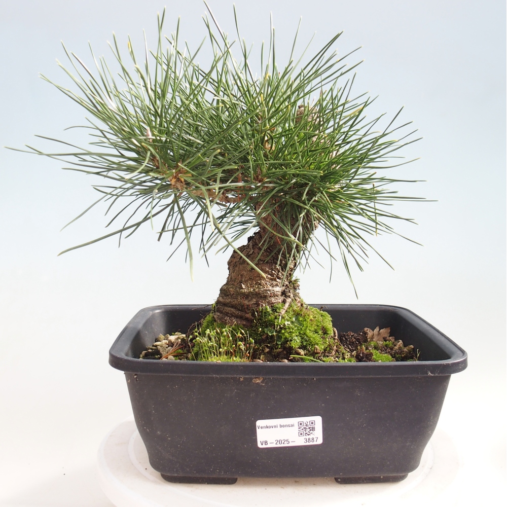 Kültéri bonsai - Pinus thunbergii - Thunberg fenyő
