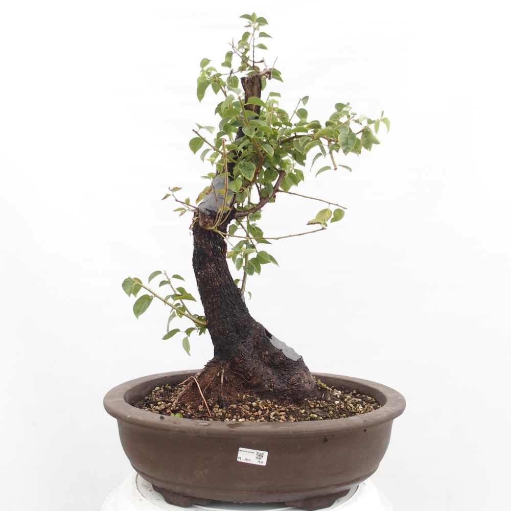Kültéri bonsai - Mahalebka - Prunus mahaleb - Prunus mahaleb