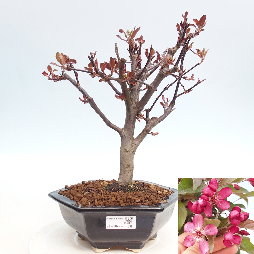 Kültéri bonsai -Malus domestica - Kis gyümölcsű piros levelű almafa