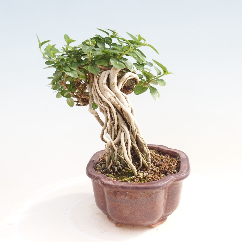 Beltéri bonsai - Premna serratifolia - Kozlovna malolista
