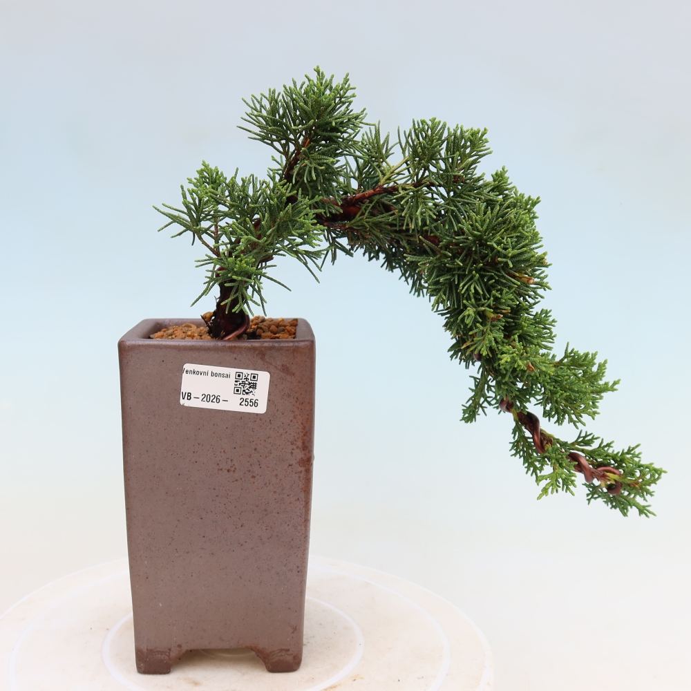 Kültéri bonsai - Juniperus chinensis Kishu