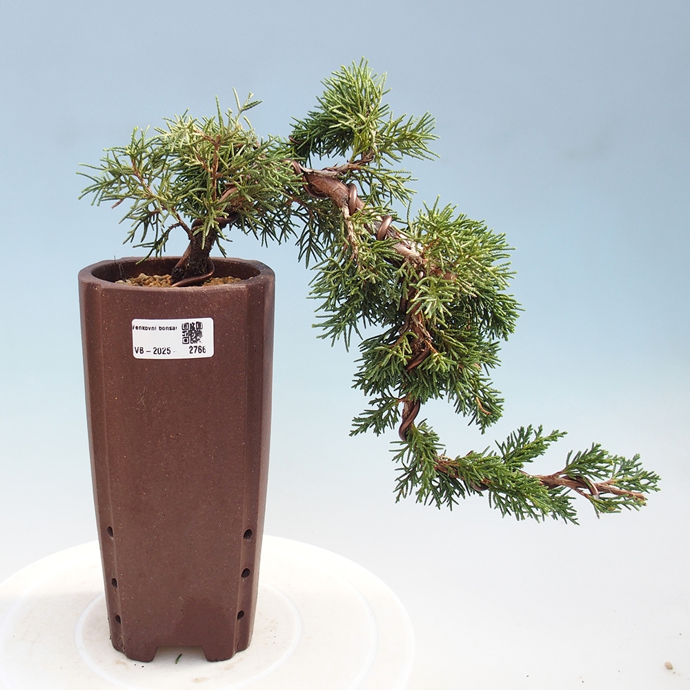 Kültéri bonsai - Juniperus chinensis Kishu