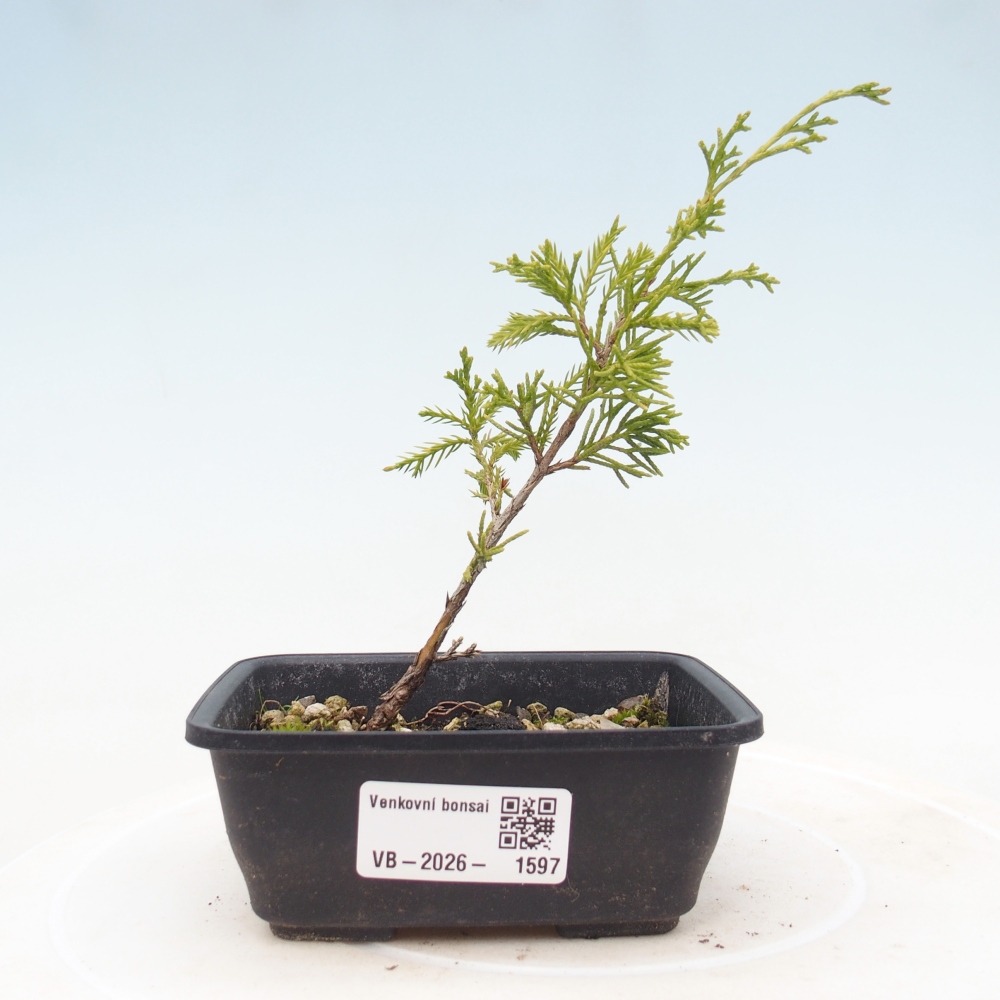 Kültéri bonsai - Juniperus chinensis Itoigawa