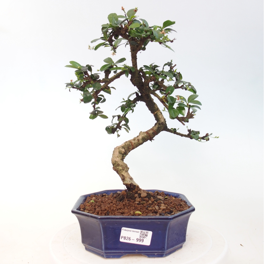 Szobai bonsai - Carmona macrophylla - Tea fuki