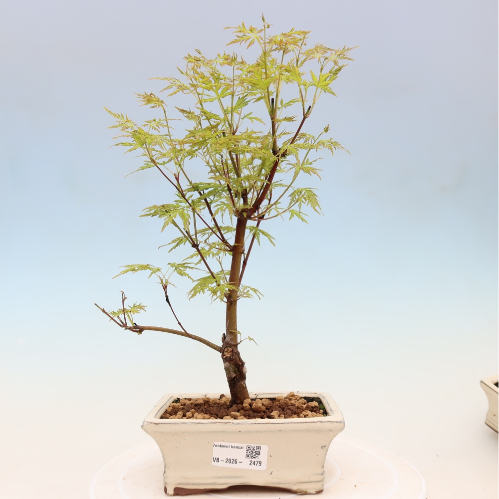 Kültéri bonsai - Acer palmatum Dissectum