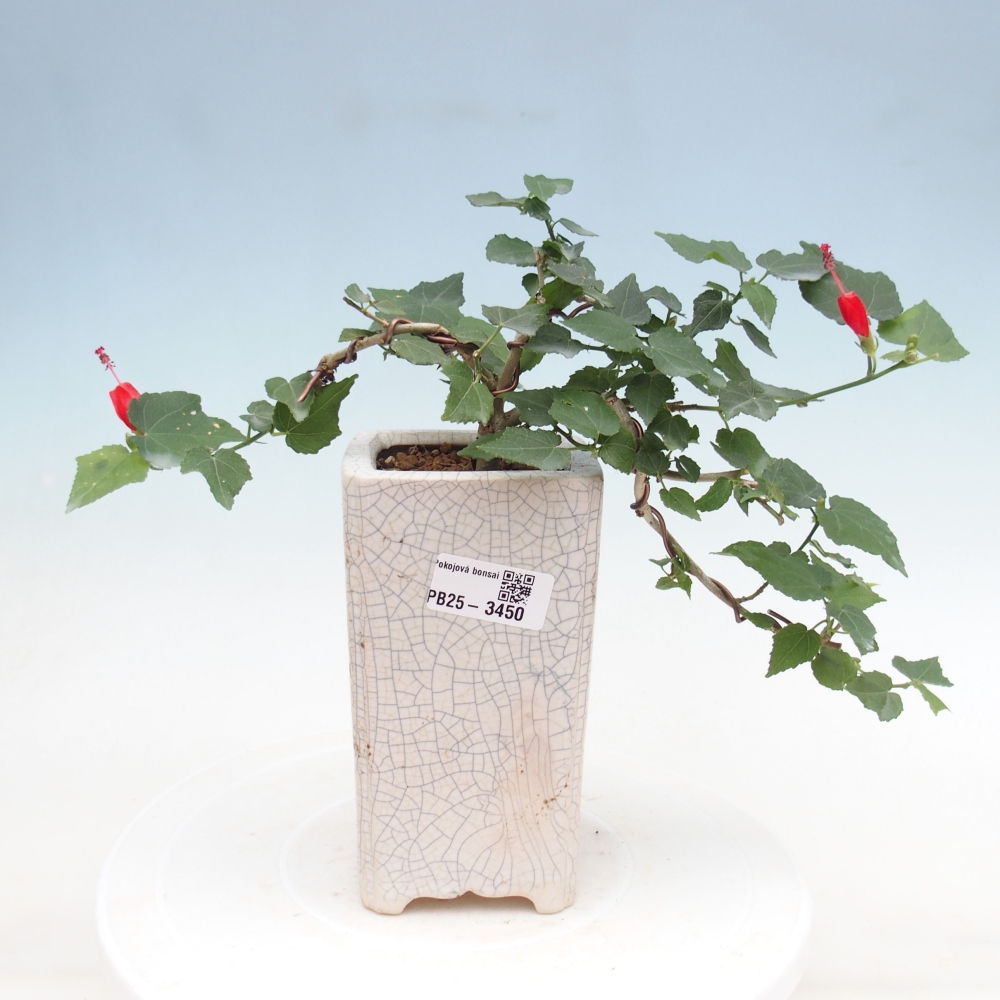 Beltéri bonsai - Malvaviscus arboreus