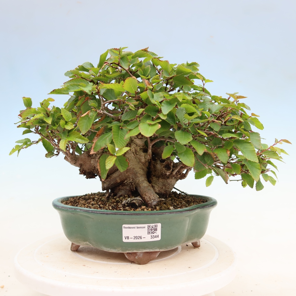 Kültéri bonsai -Carpinus Coreana - Koreai gyertyánfa
