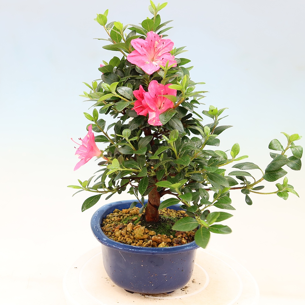 Kültéri bonsai - Japán azálea - Azalea Kobai