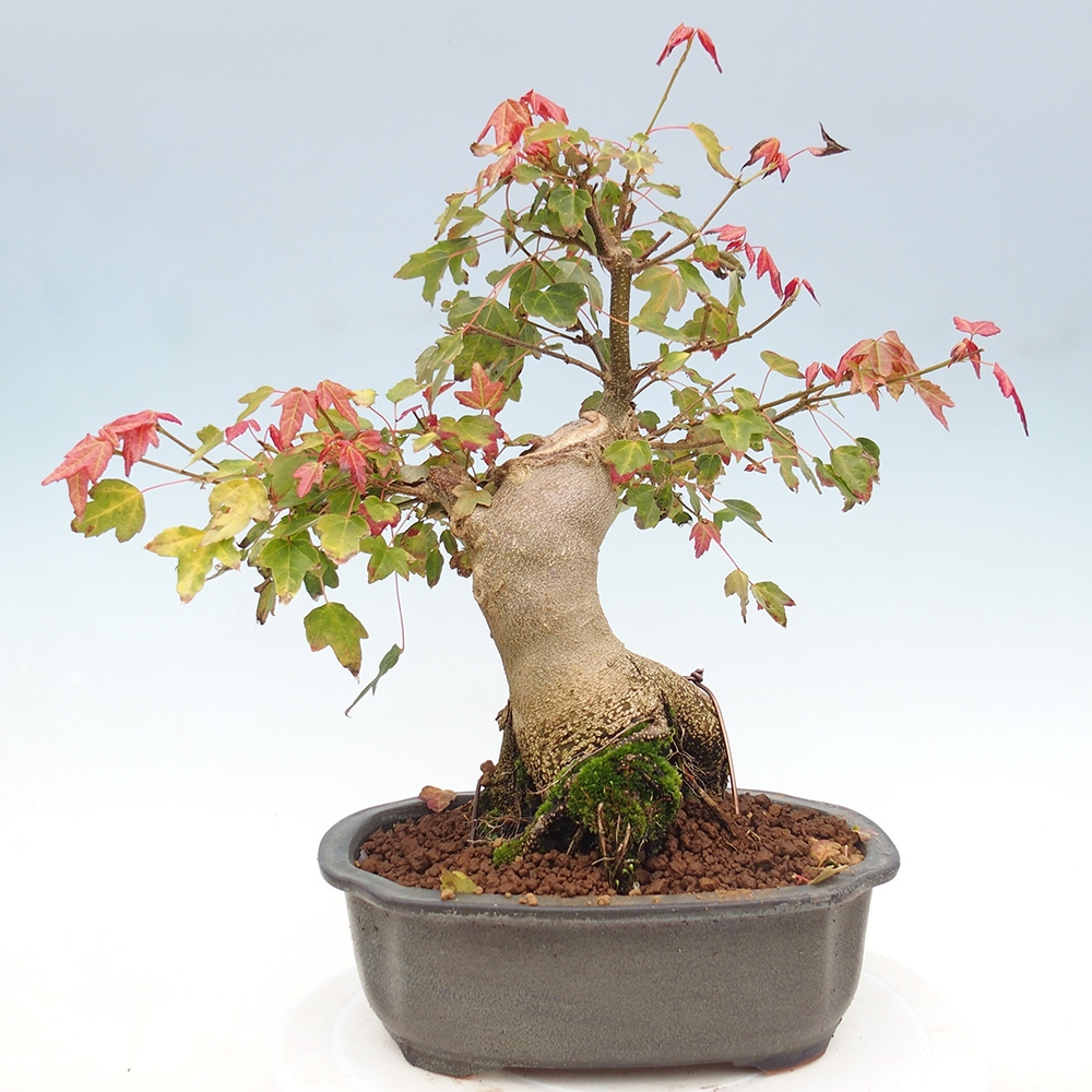 Kültéri bonsai - Acer Buergerianum - Burger juhar