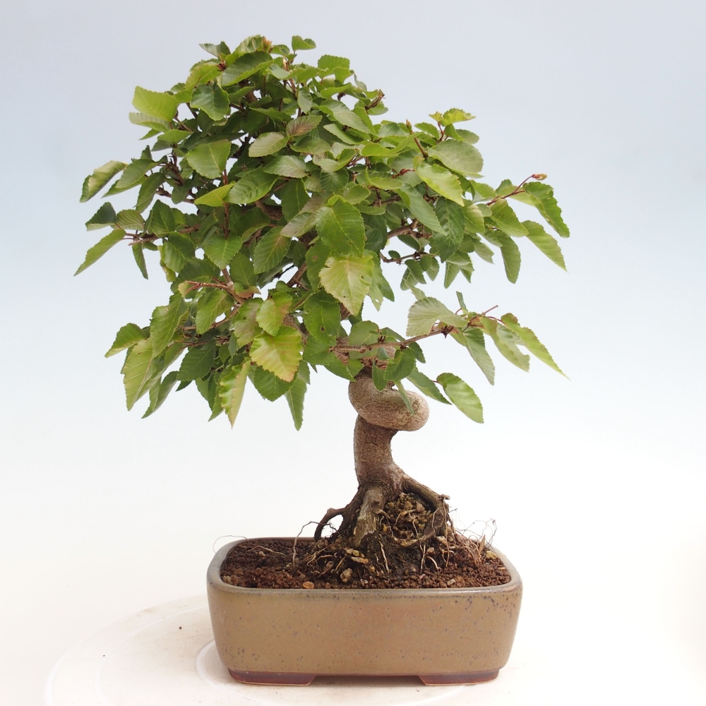 Kültéri bonsai -Carpinus CARPINOIDES - Koreai gyertyánfa