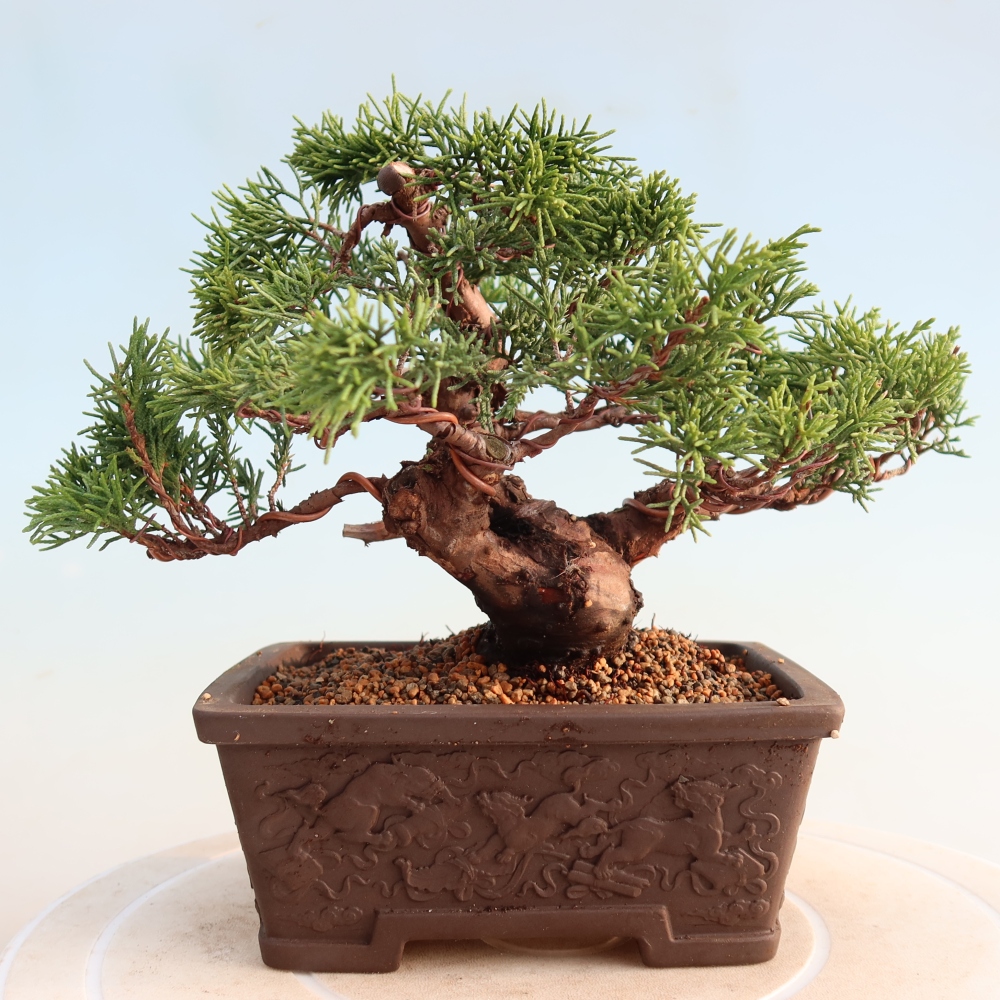 Kültéri bonsai - Juniperus chinensis Itoigawa