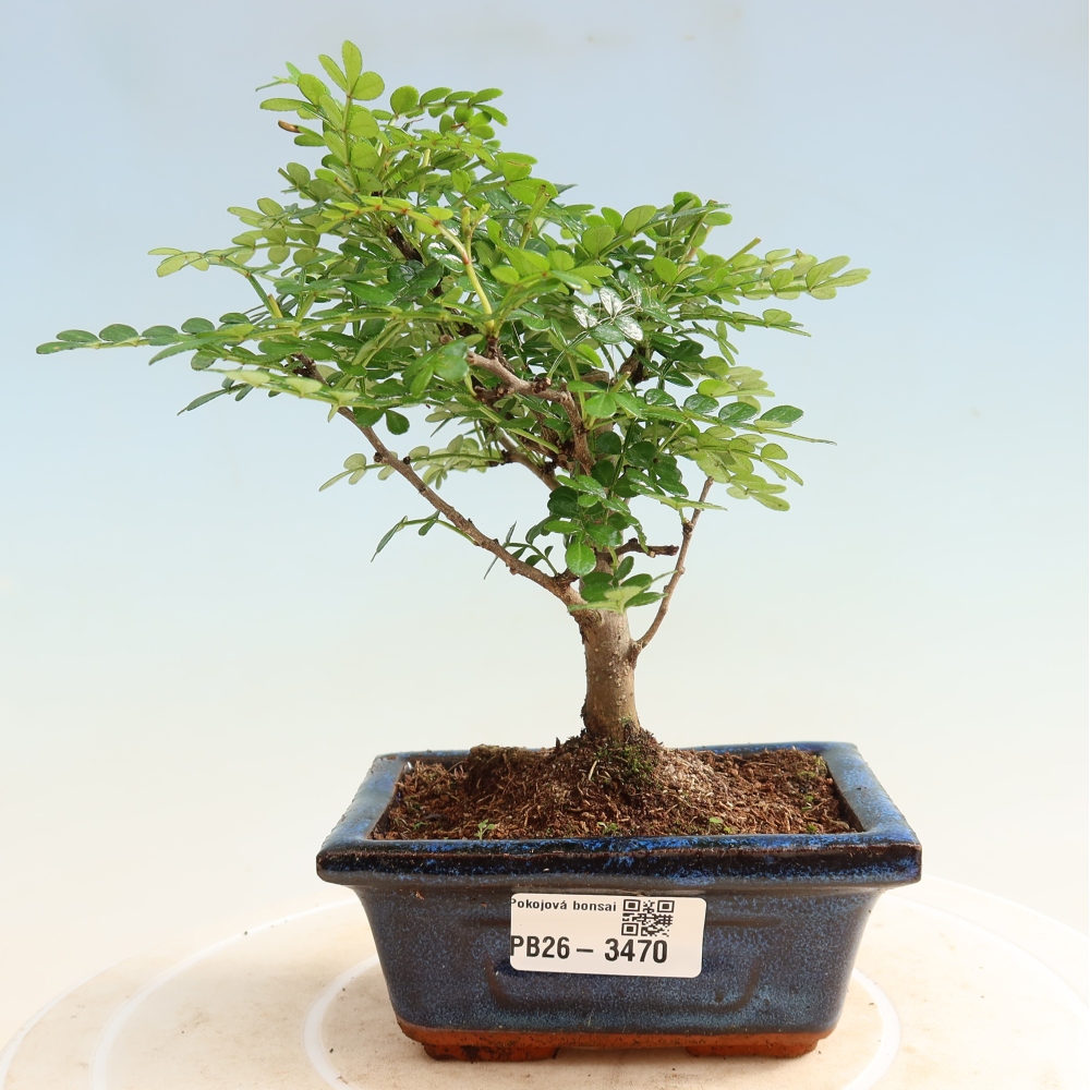 Szobai bonsai - Zantoxylum piperitum - borsfa