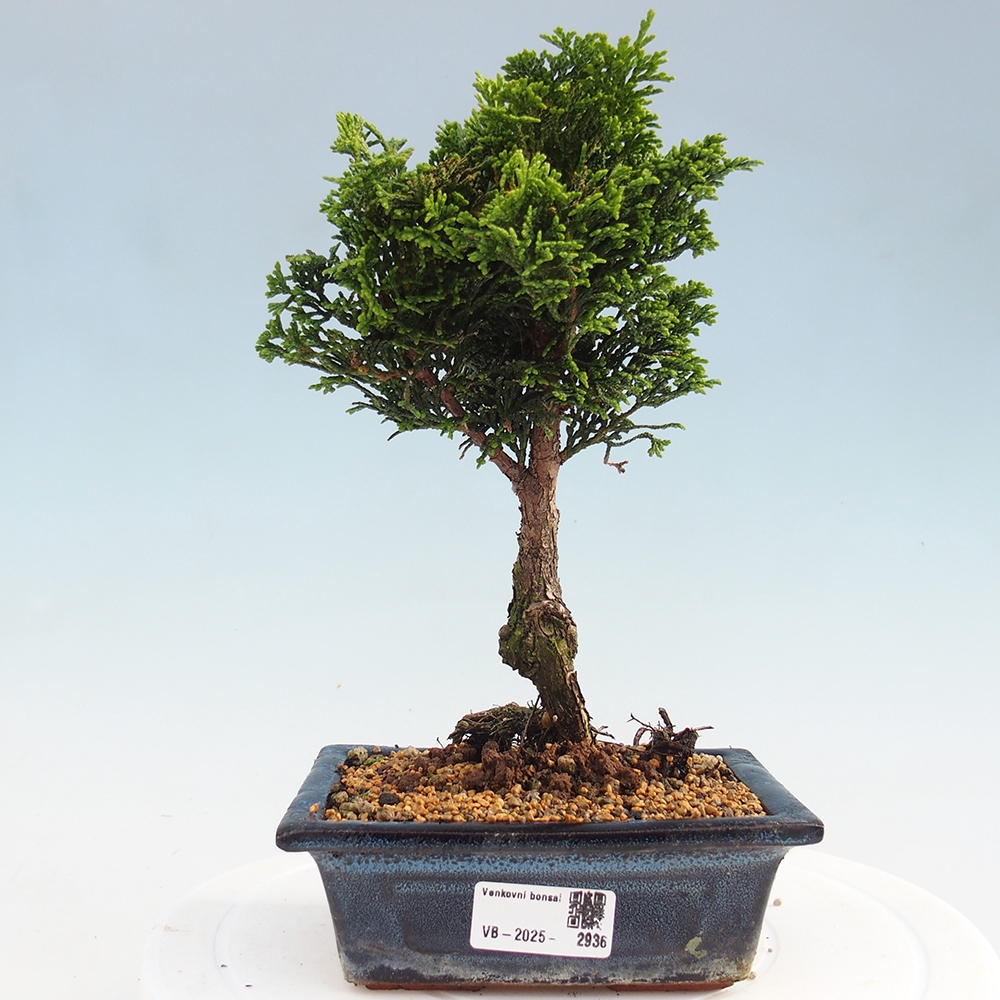 Kültéri bonsai - Cham.pis obtusa Nana Gracilis - ciprus