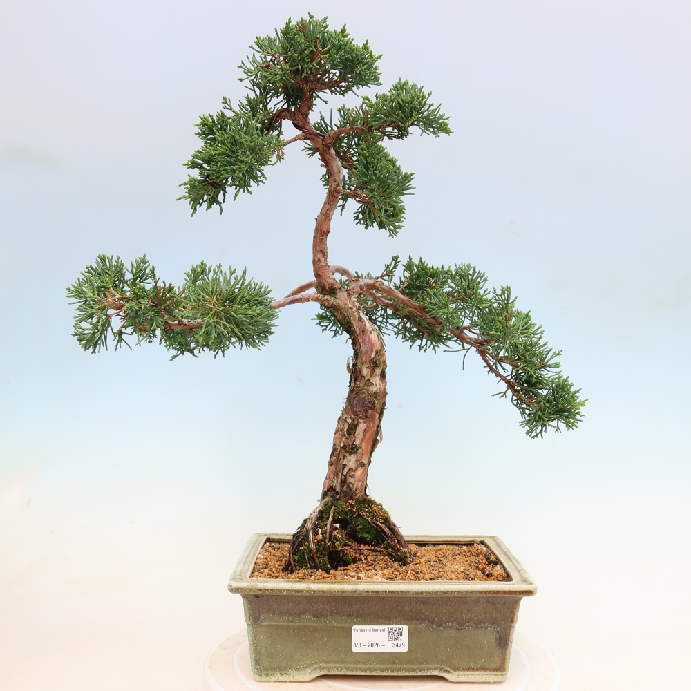 Kültéri bonsai - Juniperus chinensis Kishu