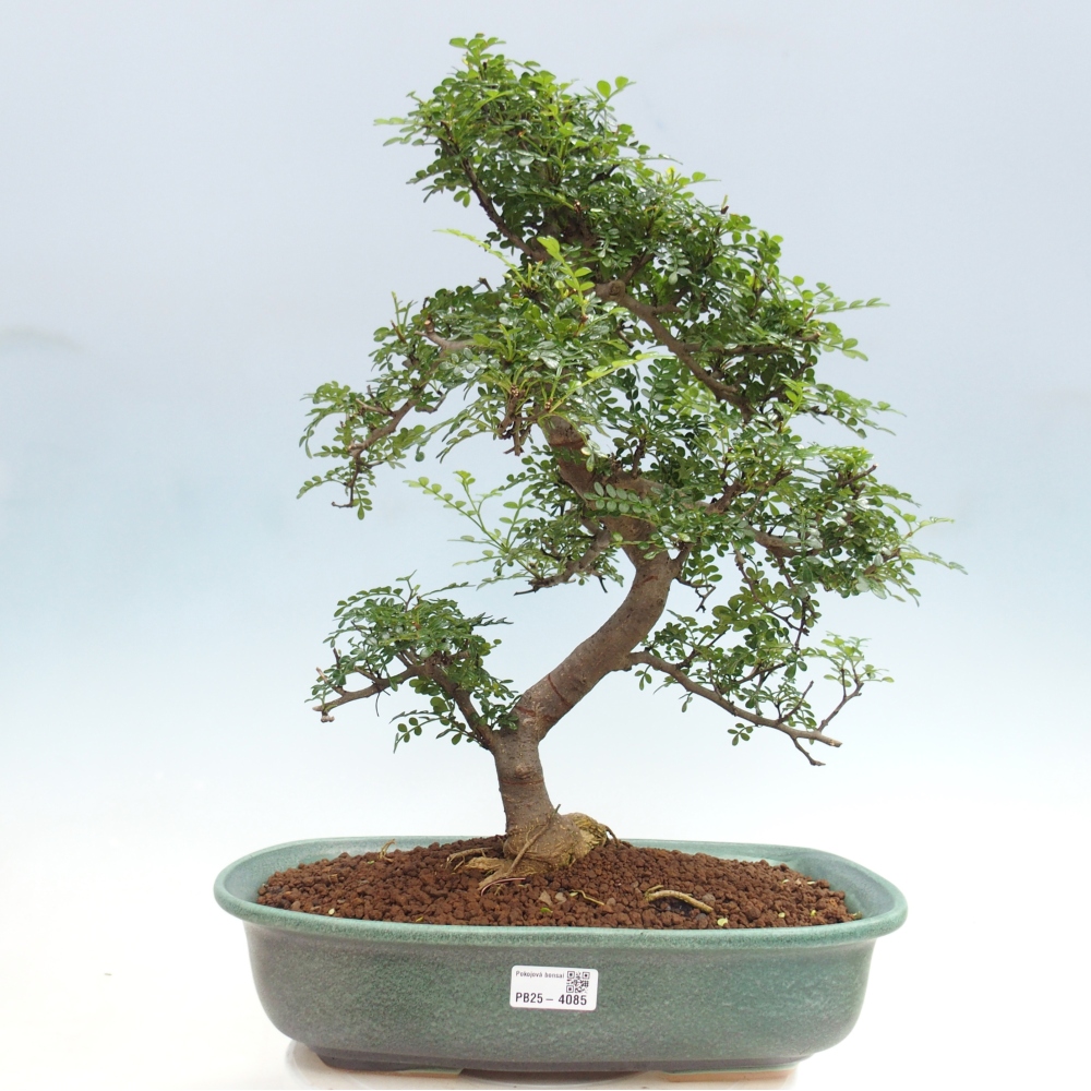 Szobai bonsai - Zantoxylum piperitum - borsfa