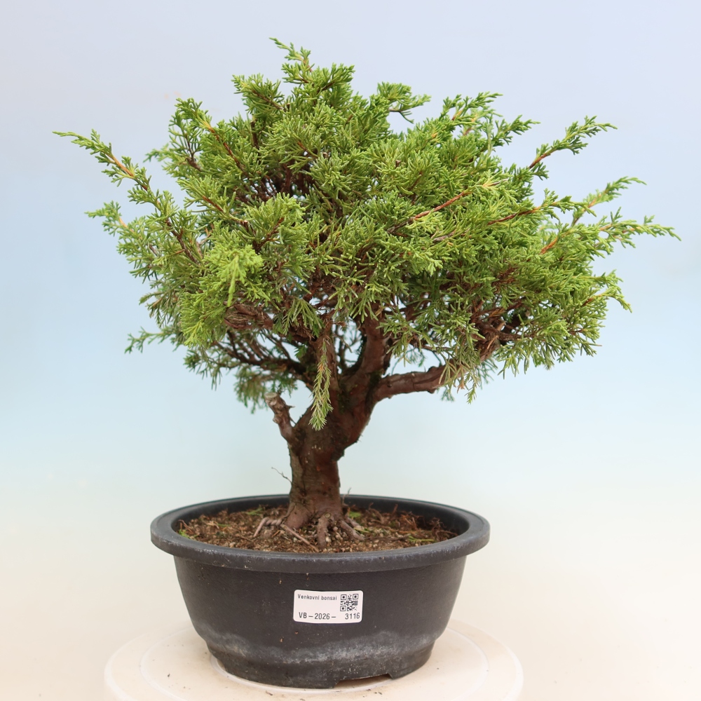 Kültéri bonsai - Juniperus chinensis Itoigawa-Juniperus chinensis